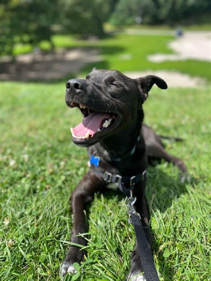 Discover A Treasure Trove Of Dog Care Secrets At Little Mutts Com
