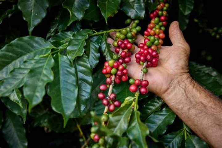 Discoveries In Greenhouse Coffee Cultivation