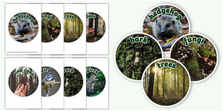 Explore Our Patch Woodland Photo Collection