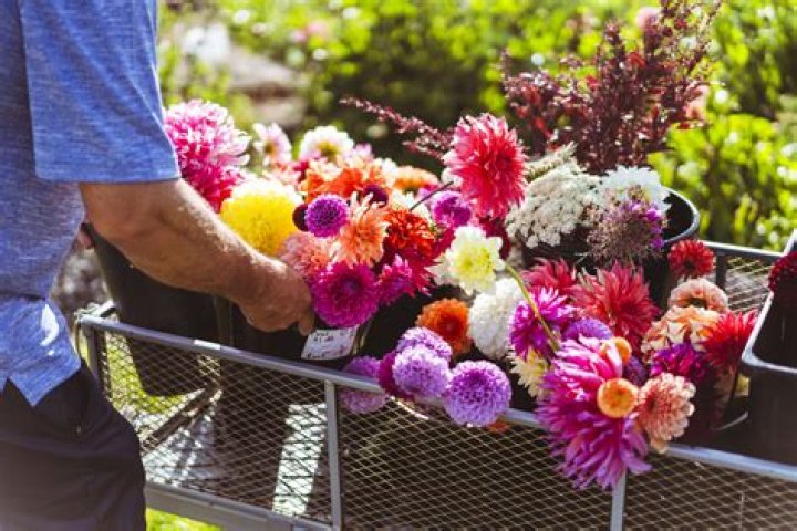 Unveiling The Flower Collective: Discoveries And Insights Await